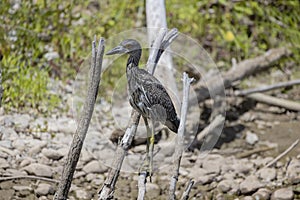 The yellow-crowned night heron Nyctanassa violacea