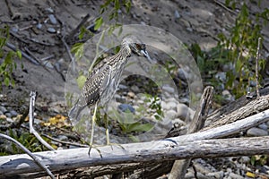 The yellow-crowned night heron Nyctanassa violacea