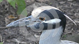 Yellow Crowned Night-Heron Nyctanassa violacea