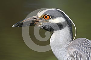 Yellow-crowned Night-Heron (Nyctanassa violacea) photo