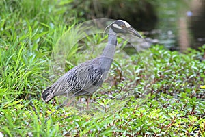 Yellow-crowned Night-Heron (Nyctanassa violacea)