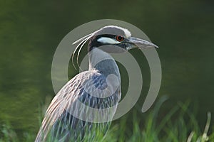 Yellow-crowned Night-Heron Nyctanassa violacea