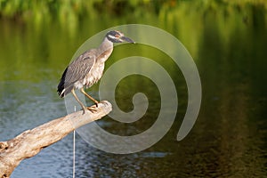 Yellow-crowned Night-Heron - Nyctanassa violacea is bird night herons found in the Americas, known as the Bihoreau Violace in