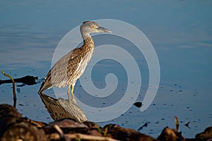 Yellow-crowned Night-Heron - Nyctanassa violacea is bird night herons found in the Americas, known as the Bihoreau Violace in