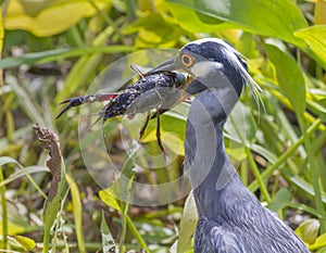 Yellow-crowned Night Heron (Nyctanassa violacea) with a caught crawfish. photo