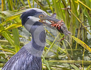 Yellow-crowned Night Heron (Nyctanassa violacea) with a caught crawfish. photo