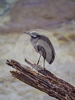 Yellow-crowned night heron, Nyctanassa violacea. CuraÃ§ao, Lesser Antilles, Caribbean