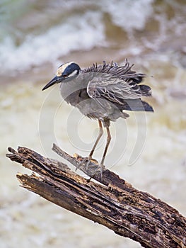 Yellow-crowned night heron, Nyctanassa violacea. CuraÃ§ao, Lesser Antilles, Caribbean