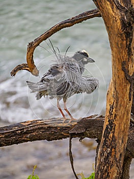 Yellow-crowned night heron, Nyctanassa violacea. CuraÃ§ao, Lesser Antilles, Caribbean