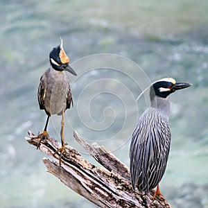 Yellow-crowned night heron, Nyctanassa violacea. CuraÃ§ao, Lesser Antilles, Caribbean