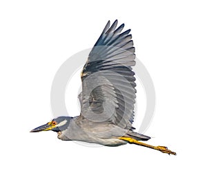 yellow crowned night heron - Nyctanassa violacea - In flight, flying with wings up view of feather detail under wing and eye, head