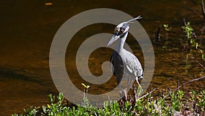 Yellow Crowned Night Heron, Nyctanassa violacea, hunting in Everglades