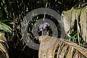 Yellow-crowned Night Heron (Nyctanassa violacea) - Nocturnal Majesty