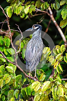 Yellow-crowned Night Heron (Nyctanassa violacea) - Nocturnal Majesty