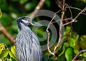 Yellow-crowned Night Heron (Nyctanassa violacea) - Nocturnal Majesty