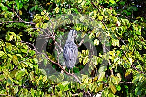 Yellow-crowned Night Heron (Nyctanassa violacea) - Nocturnal Majesty