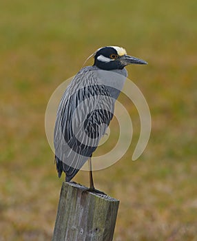 Yellow-crowned Night Heron Nyctanassa violacea perched