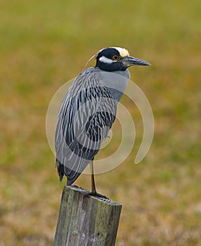 Yellow crowned night heron (Nyctanassa violacea) perched on dock pylon, side view showing orange eye, blue grey color