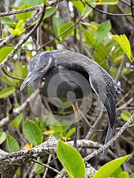 Yellow-crowned night heron, Nyctanassa violacea, Santa Cruz, Galapagos Islands, Ecuador