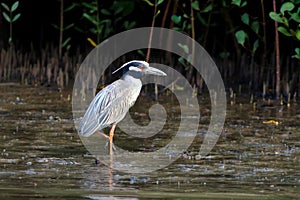 Yellow-crowned Night-Heron Nyctanassa violacea sifting shellfish in the mangrove of the city of Conde, Bahia Brazil