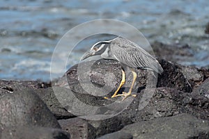 A Yellow-crowned Night Heron Nyctanassa violacea, Suarez Point, Espanola Island, Galapagos, Ecuador, South America