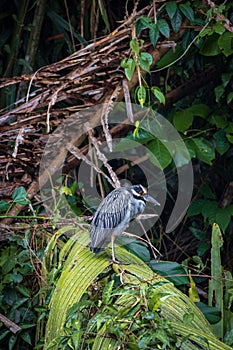 Yellow-crowned night heron (Nyctanassa violacea) in Tortuguero National Park (Costa Rica)