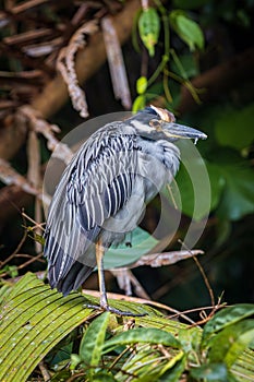 Yellow-crowned night heron (Nyctanassa violacea) in Tortuguero National Park (Costa Rica)