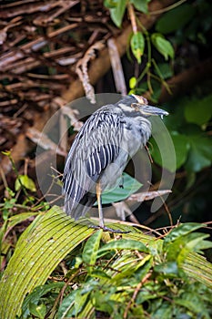 Yellow-crowned night heron (Nyctanassa violacea) in Tortuguero National Park (Costa Rica)