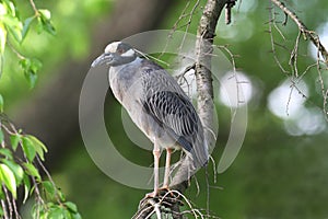 Yellow-crowned Night-Heron (Nyctanassa violacea) in a Tree