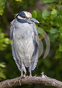 Yellow-crowned night heron perched in a red mangrove tree along the edge of Chokoloskee Bay in Florida. photo