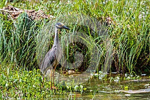Yellow Crowned Night Heron Searching for Food