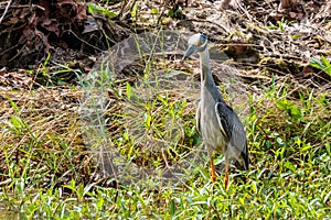 Yellow Crowned Night Heron Searching for Food