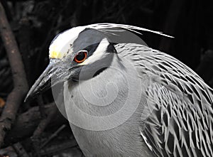 Yellow Crowned Night Heron waiting for the tide