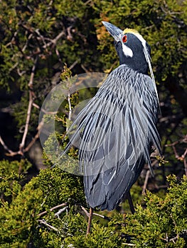 Yellow-crowned Night Heron