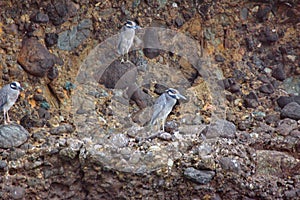 Yellow-crowned night herons