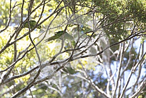 Yellow-crowned Parakeet, Cyanoramphus auriceps