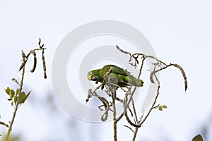 Yellow-crowned Parrot (Amazona ochrocephala
