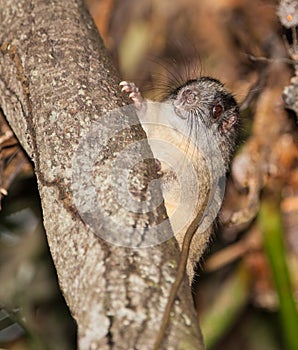 Yellow-crowned rat