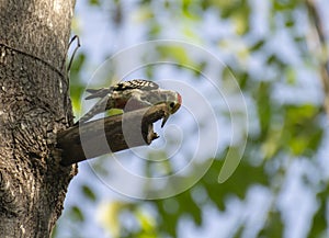 Yellow Crowned Woodpecker or Mahratta Woodpecker Leiopicus mahrattensis