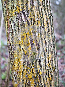 Yellow crust lichen covers the bark of a tree