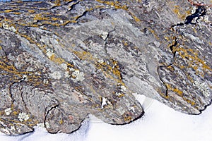 Yellow crustose lichen on schist rock photo