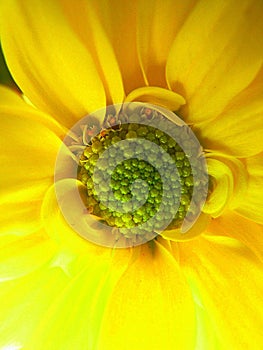 Yellow Crysanthemum Flower