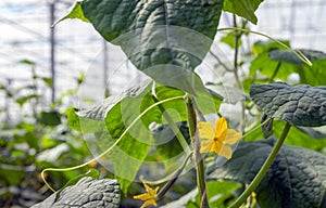 Yellow cucumber blossom from close