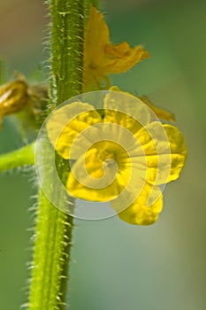Yellow cucumber flower on a blurred background. Yellow flowers of cucumbers in the greenhouse