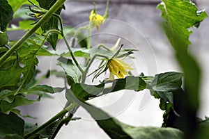 Yellow cucumber flowers in the greenhouse tied to a rope.