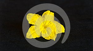Yellow cucumber seedling flower on a black background. Close-up photo.
