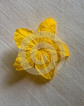 Yellow cucumber seedling flower on a white fabric background. Close-up photo.