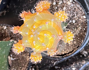 Yellow cultivar of Moon Cactus, Gymnocalycium mihanovichii,