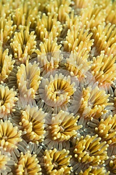 Yellow cup coral