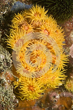 Yellow cup coral